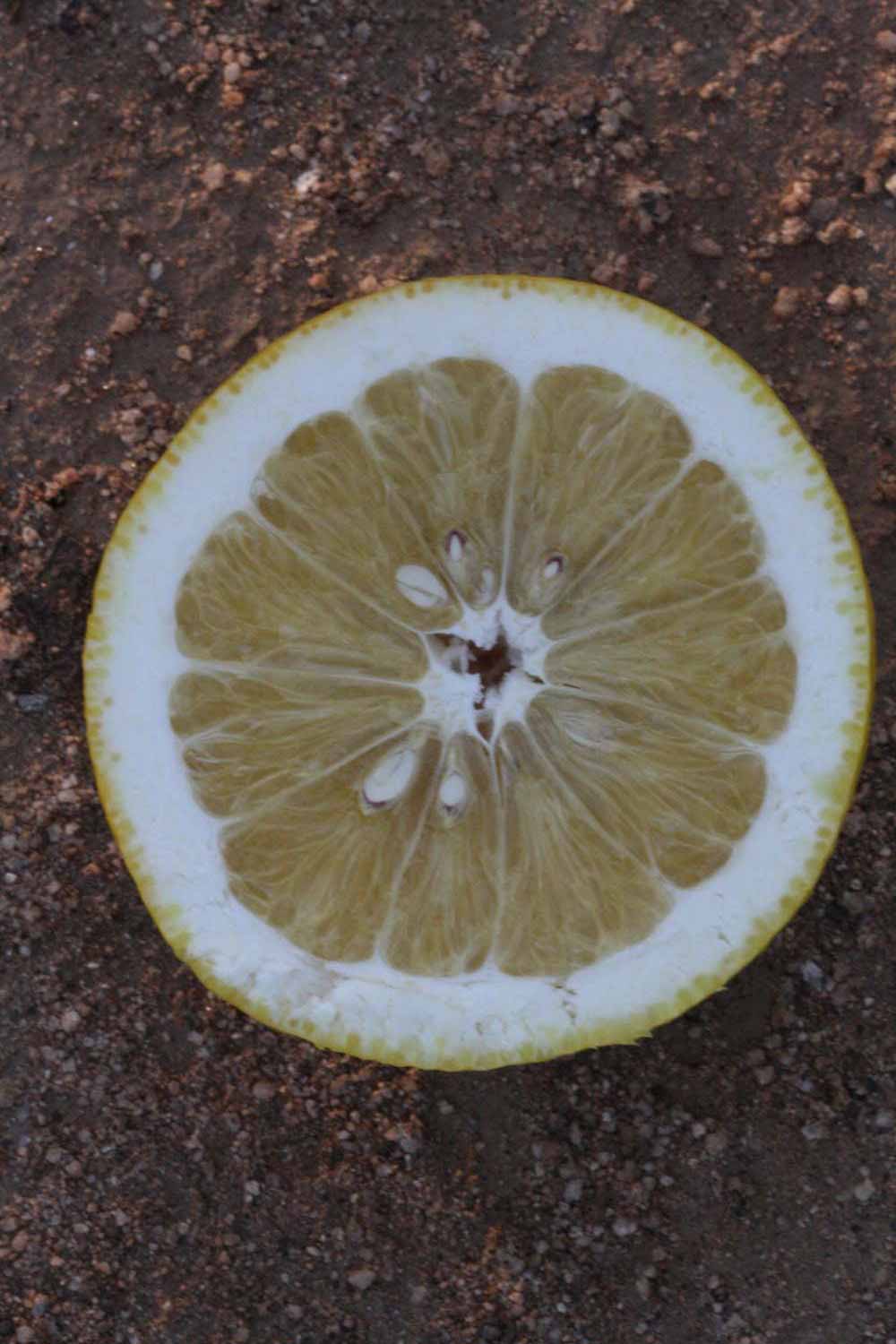              Fruit cross-section (Riverside, CA)       